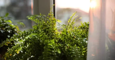 Plantas que purificam o ar da sua casa