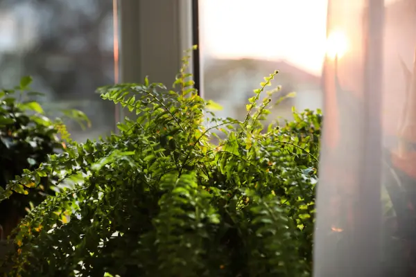 Plantas que purificam o ar da sua casa